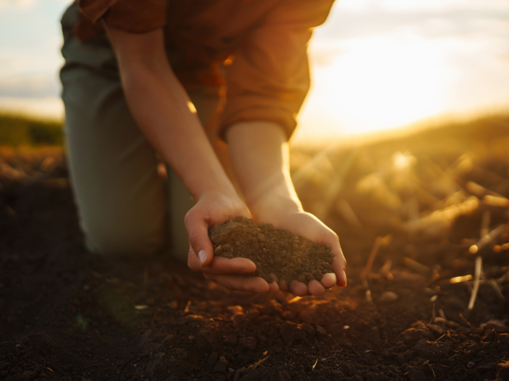 Female hands touching soil on the field before growth a seed of