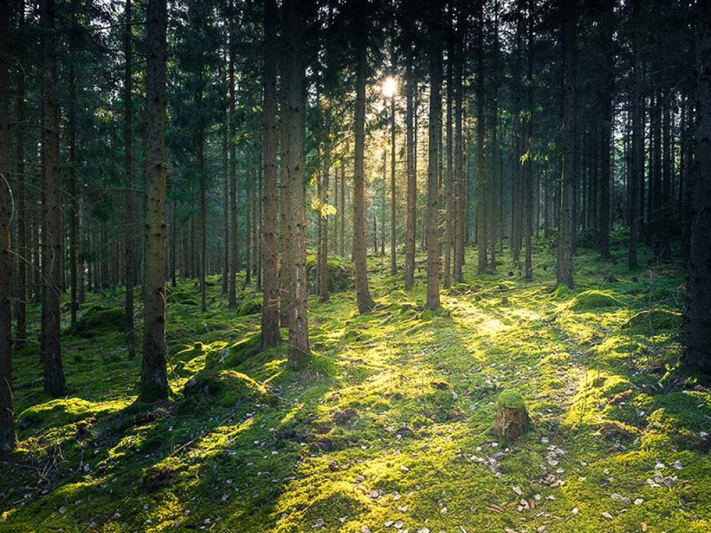 Light in a Swedish forest