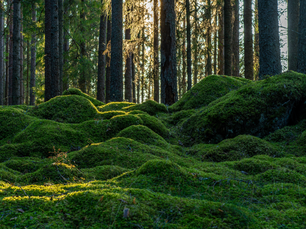 Beautiful pine and fir forest in Sweden with a thick layer of green moss covering the forest floor, some sunlight shining in through the branches