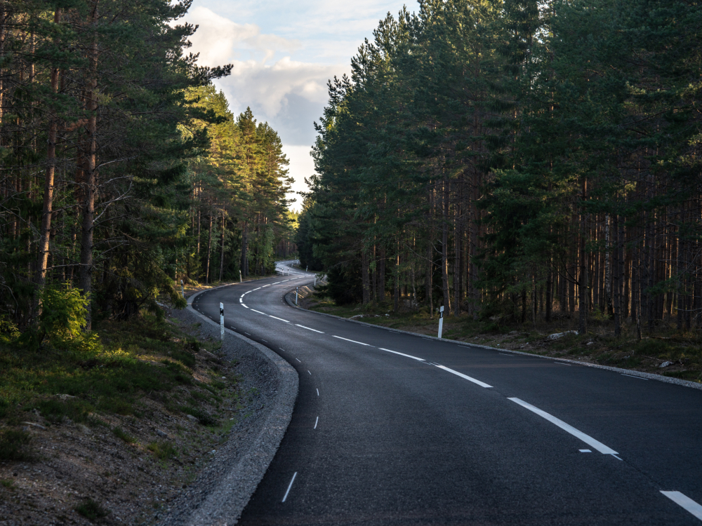 Curved and newly made asphalt or tarmac road passing through a green pine forest on the countryside in Sweden. Black asphalt with bright white painted lines and sunlight shining through the trees