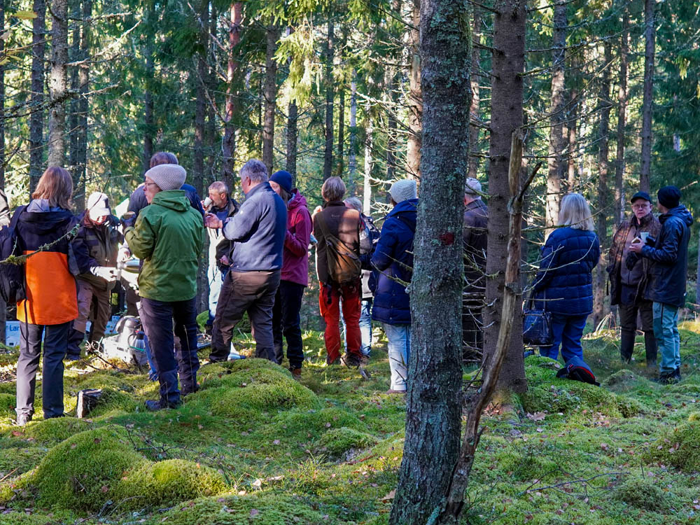 vandring-i-skogen-2